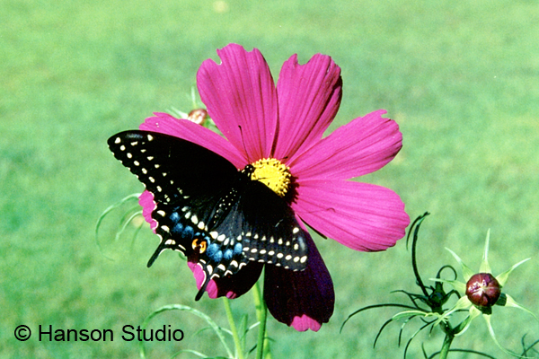 Black Swallowtail Butterfly on Red Cosmos